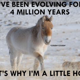 littlehorseevolutionbobbytumpak
