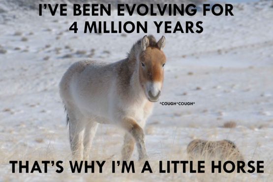 littlehorseevolutionbobbytumpak