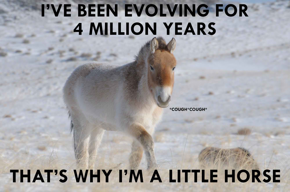 littlehorseevolutionbobbytumpak