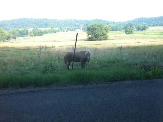 lizminiponyclevelandtenn