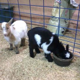 manheimbabydwarfgoatsfarmshowdoug2012