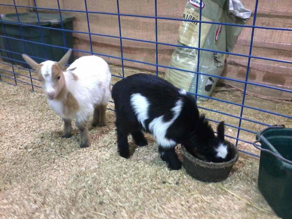 manheimbabydwarfgoatsfarmshowdoug2012