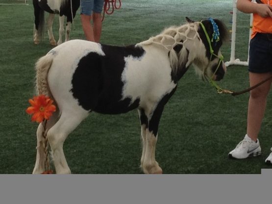 manheimminiponysummercampdoug