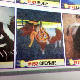 mckeesportdailynewsmikedarnaychayennepetsuperstarminipony