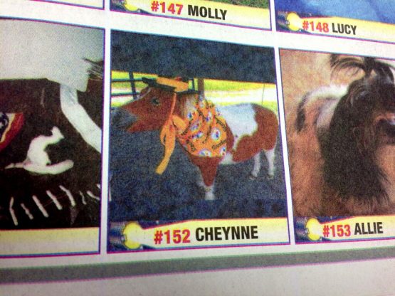 mckeesportdailynewsmikedarnaychayennepetsuperstarminipony