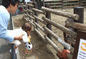 midget-horse-0924-31