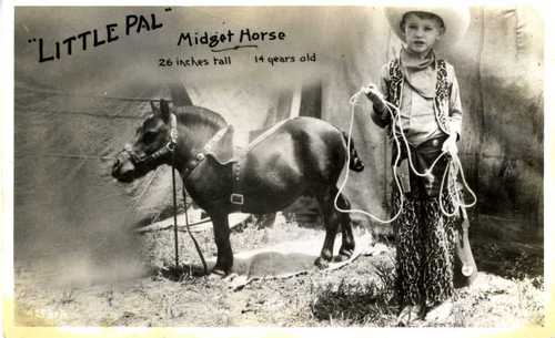 midgetHorse131
