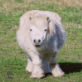 midgethorsewhiteweird
