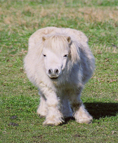 midgethorsewhiteweird