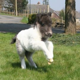 midjumpminilittlepony