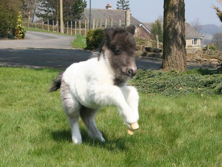 midjumpminilittlepony