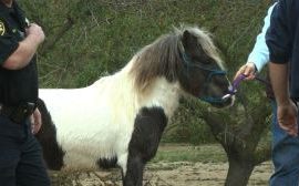 mini-horse-rescue-canal-patricktwitter