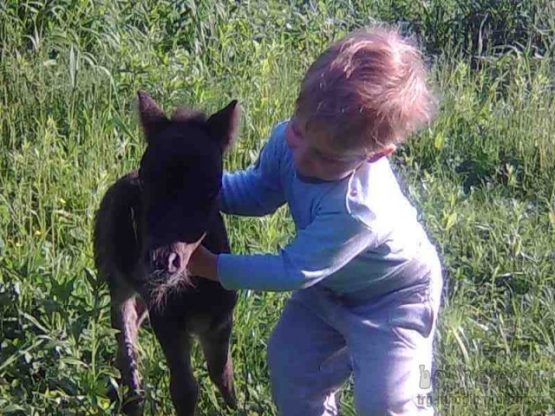 mini-poni_4b6ab51f238a1