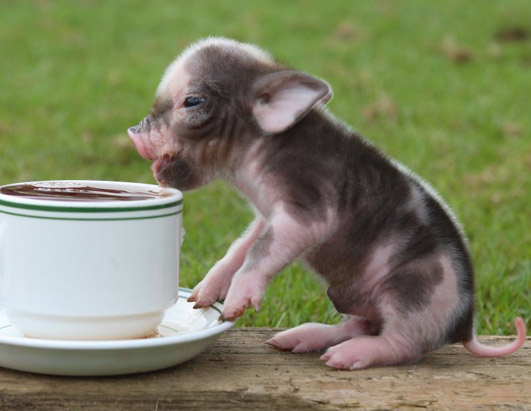 mini_pig_2