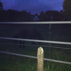 mini_pony_in_belgium