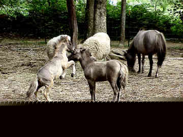 miniature-horse-0068