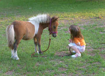 miniature-horse-0076