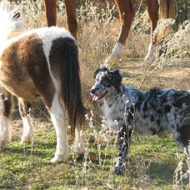 miniaustralianshepralphybluemerle6monthsminipony2
