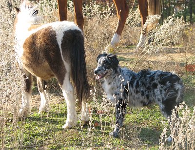 miniaustralianshepralphybluemerle6monthsminipony2