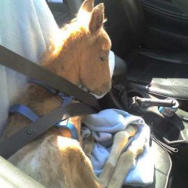 minihorsebabycarseatsean