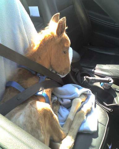 minihorsebabycarseatsean