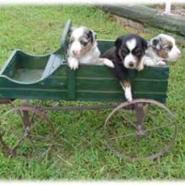 minihorsecartpuppies