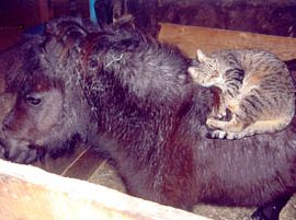 minihorsecat
