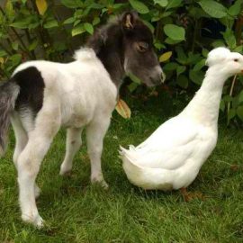 minihorseduck