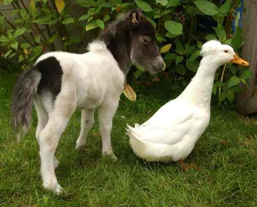 minihorseduck