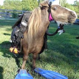 minihorseinflippers