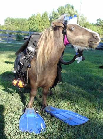 minihorseinflippers