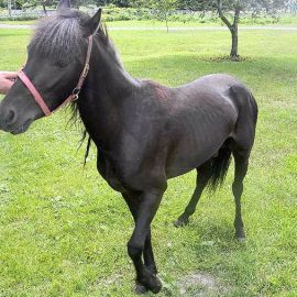 minihorsemarathonsyracusearudale
