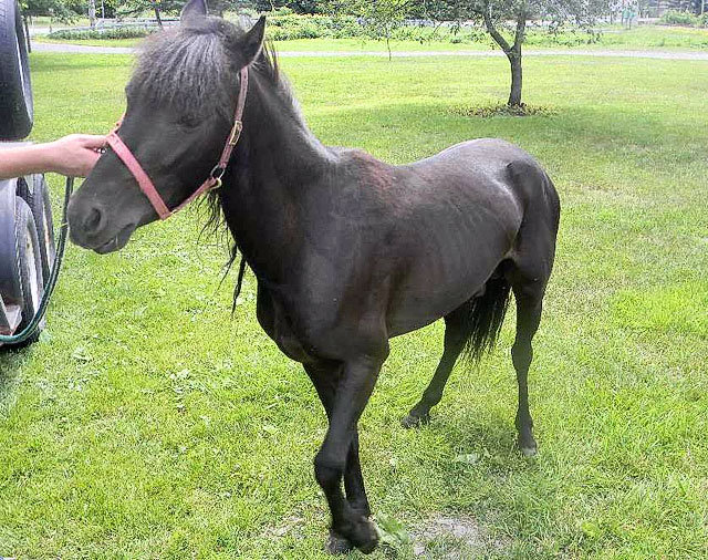 minihorsemarathonsyracusearudale