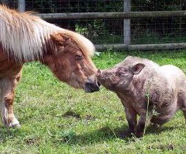 minihorsepig