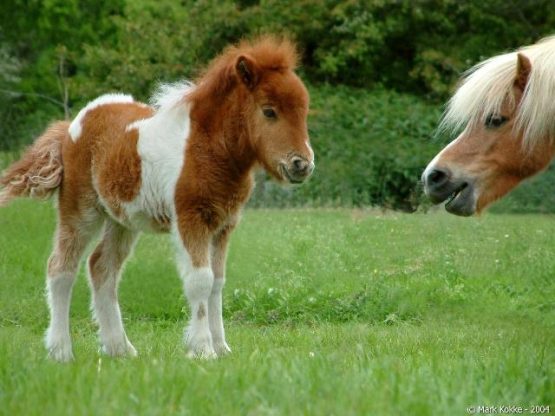 minihorseshetlandphotobomb122811