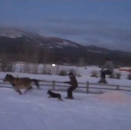 minihorseskijoringdouggetfreshdesigns