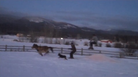 minihorseskijoringdouggetfreshdesigns