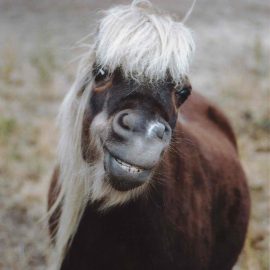 minihorsesmilehair