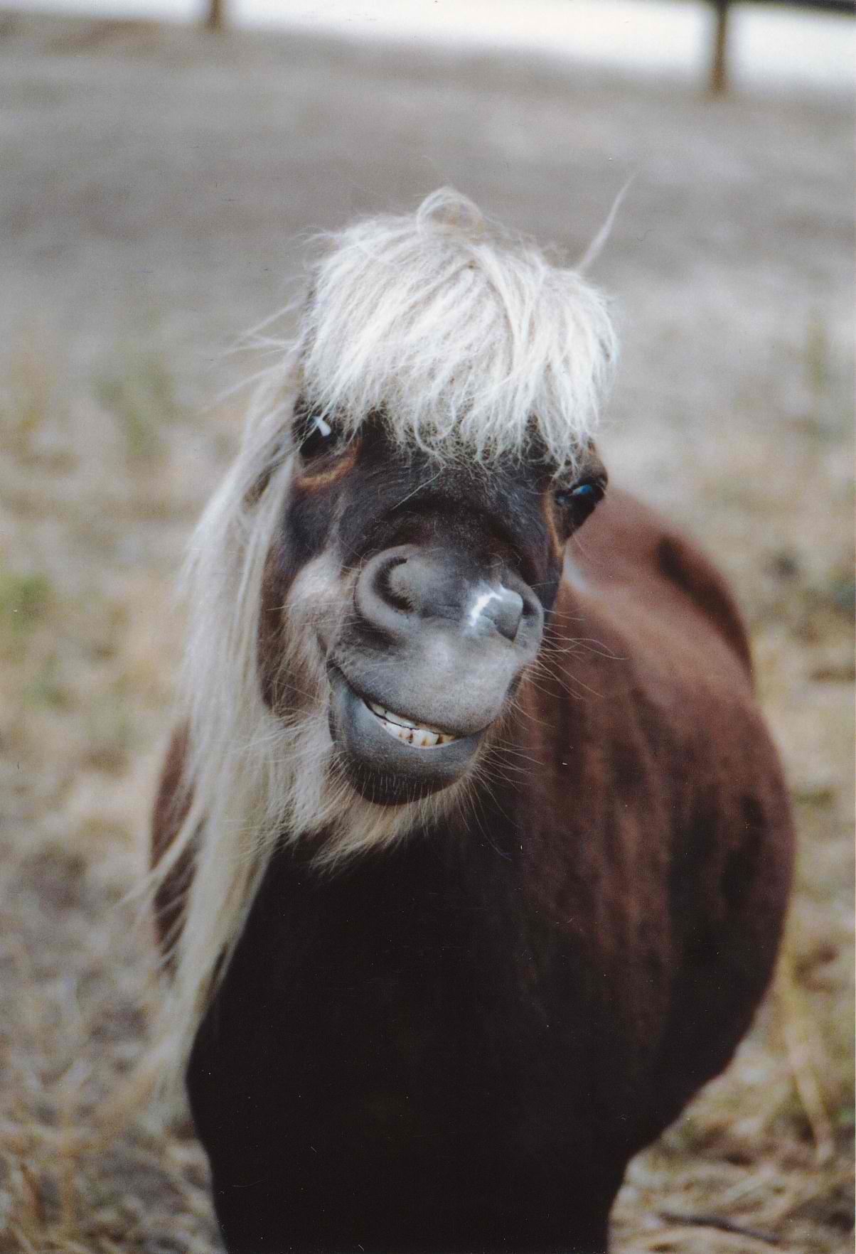 minihorsesmilehair