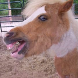 minihorseteethsmile