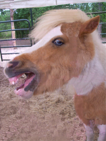 minihorseteethsmile