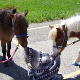 minihorsetugofowar