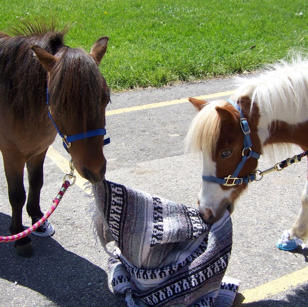 minihorsetugofowar