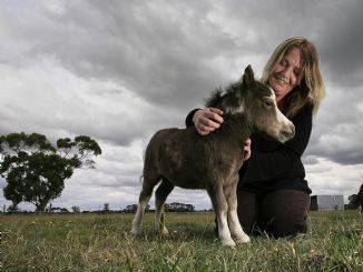 minihorsewoman