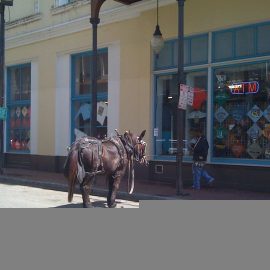 minipony