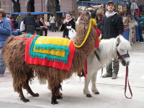 miniponyandllama