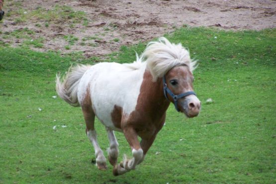 miniponydeviantartmike