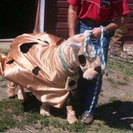 miniponydogcostume
