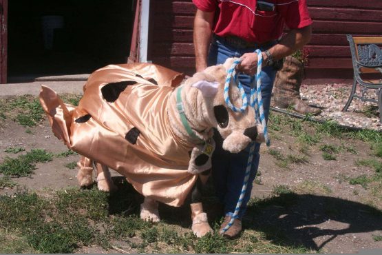 miniponydogcostume