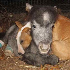 miniponydogcuddle